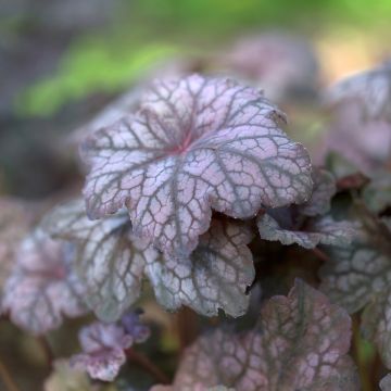 Heuchera Velvet Night - Purpurglöckchen