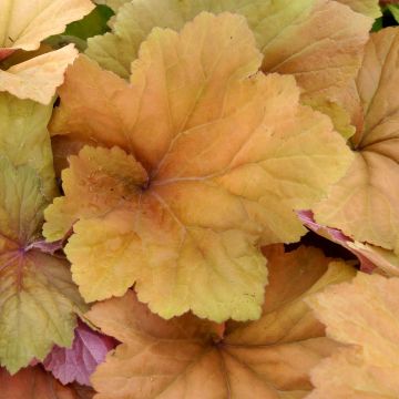 Heuchera Mega Caramel - Purpurglöckchen