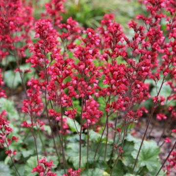 Heuchera Paris - Purpurglöckchen