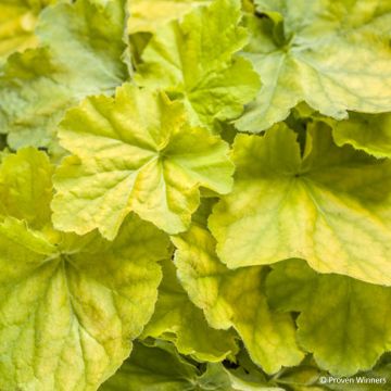 Heuchera Pretty Pistachio - Purpurglöckchen