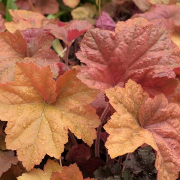 Heuchera Southern Comfort - Purpurglöckchen