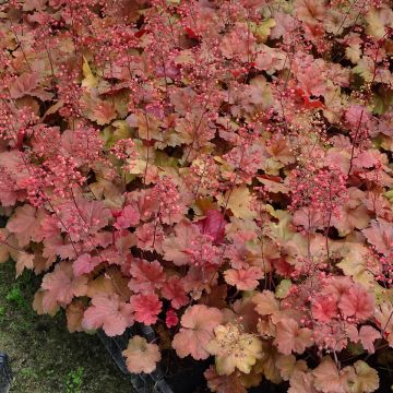 Heuchera Cherry Cola - Purpurglöckchen