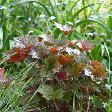 Heuchera micrantha var.diversifolia Palace Purple - Purpurglöckchen