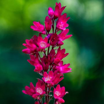 Heuchera sanguinea Leuchtkäfer - Purpurglöckchen