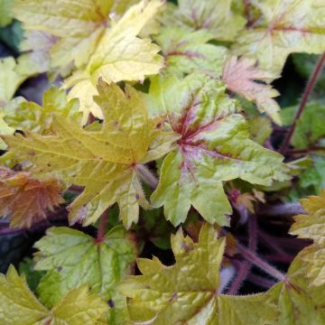 Heucherella Alabama sunrise