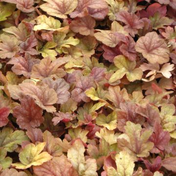 Heucherella Buttered Rum - Schaumglöckchen