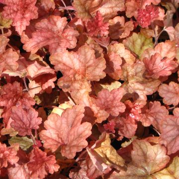 Heucherella Copper Cascade - Schaumglöckchen