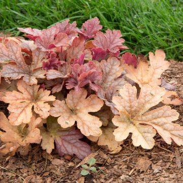 Heucherella Honey Rose - Schaumglöckchen