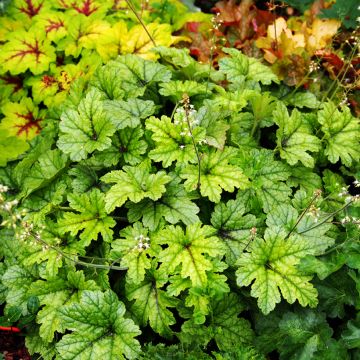 Heucherella Kimono - Schaumglöckchen