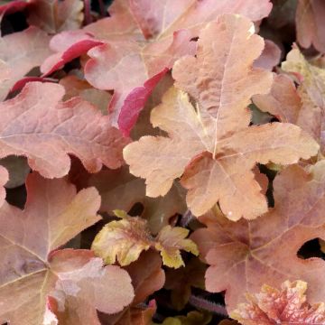 Heucherella Red Rover - Schaumglöckchen