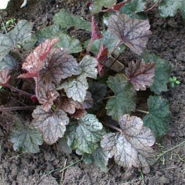 Heucherella Silver Streak - Schaumglöckchen