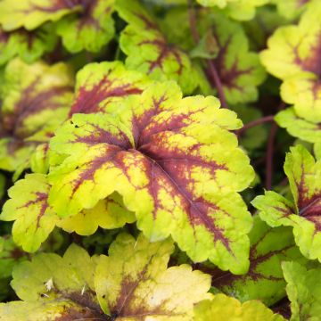 Heucherella Stoplight