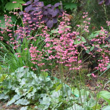 Heucherella tiarelloïdes - Schaumglöckchen