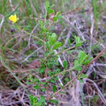 Hibbertia aspera - Münzgold