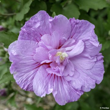 Garten-Hibiscus Lavender Chiffon - Hibiscus syriacus