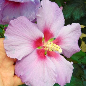 Hibiscus Rose Moon - Garten-Hibiscus