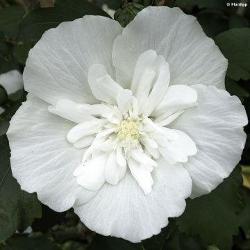 Garten-Hibiscus White Chiffon - Hibiscus syriacus