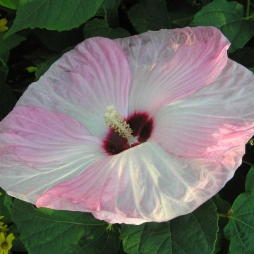 Hibiscus moscheutos Fujin - Sumpfeibisch