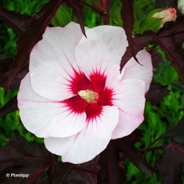 Hibiscus moscheutos Joli Coeur - Sumpfeibisch