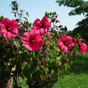 Hibiscus moscheutos PLANET Griotte - Sumpfeibisch