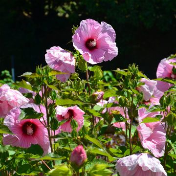 Hibiscus moscheutos PLANET Solène - Hibiscus des marais