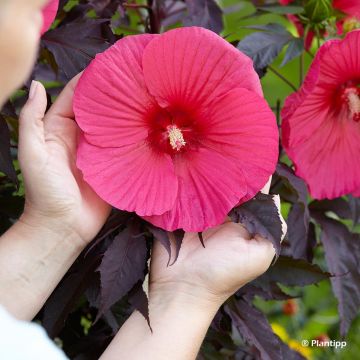 Hibiscus moscheutos Pink Passion - Sumpfeibisch