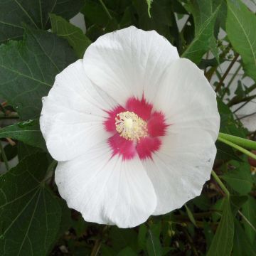 Hibiscus paramutabilis - Hibiskus