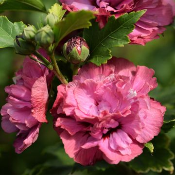 Garten-Hibiscus Duc de Brabant - Hibiscus syriacus