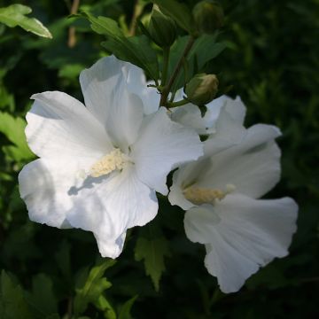 Garten-Hibiscus Eléonore - Hibiscus syriacus