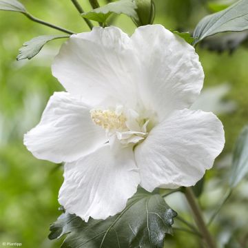 Garten-Hibiscus Flower Tower White - Hibiscus syriacus