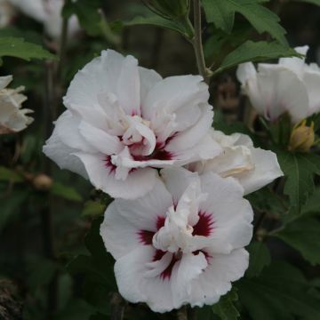 Garten-Hibiscus Lady Stanley - Hibiscus syriacus