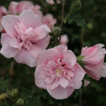 Garten-Hibiscus Pink Chiffon - Hibiscus syriacus