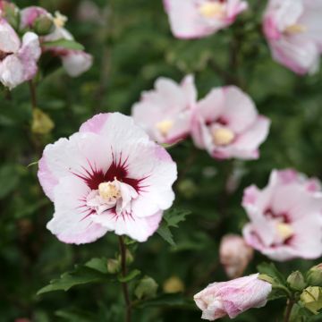 Garten-Hibiscus Pinky Spot - Hibiscus syriacus