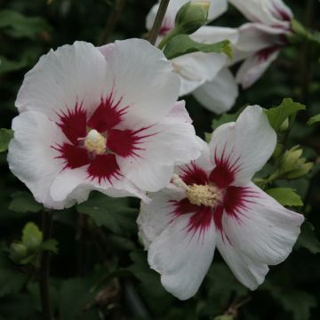 Garten-Hibiscus Shintaeyang - Hibiscus syriacus