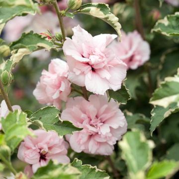 Garten-Hibiscus Sugar Tip - Hibiscus syriacus