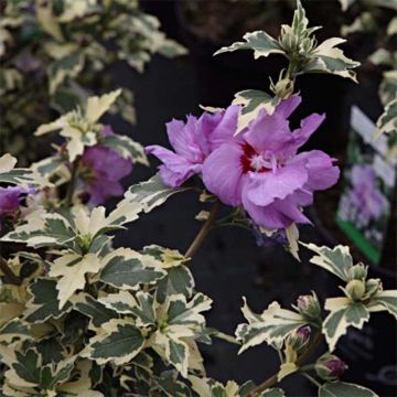 Garten-Hibiscus Summer Ruffle - Hibiscus syriacus