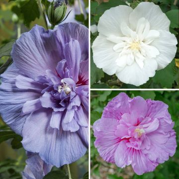 Garten-Hibiscus Three Sisters Mix - Hibiscus syriacus