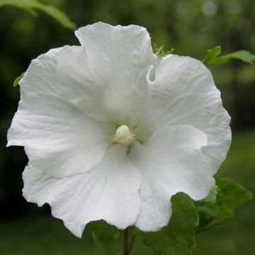 Garten-Hibiscus Totus Albus - Hibiscus syriacus