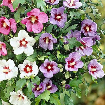 Garten-Hibiscus Tricolor - Hibiscus syriacus