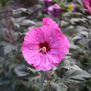 Hibiscus moscheutos Summerific Berry Awesome - Sumpfeibisch