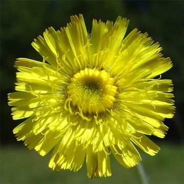 Hieracium pilosella - Kleines Habichtskraut