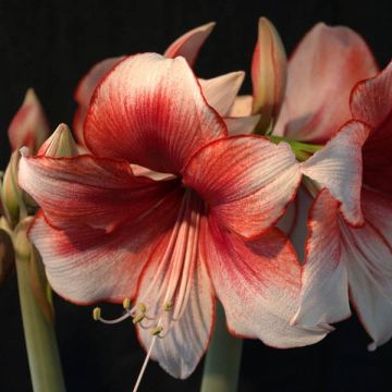 Hippeastrum Hippeastrum charisma - Ritterstern