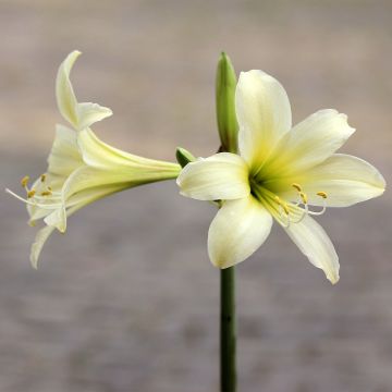 Hippeastrum sonatini Marrakech - Ritterstern