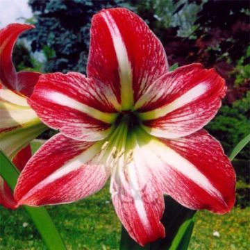 Hippeastrum Tres Chic - Ritterstern