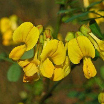 Hippocrepis emerus - Strauchkronwicke