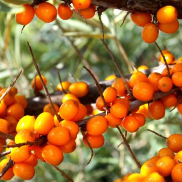 Sanddorn Botanica - Hippophae rhamnoides