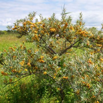 Sanddorn Leikora - Hippophae rhamnoides