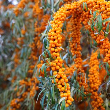 Sanddorn Orange Energy 'Hagebo' - Hippophae rhamnoides