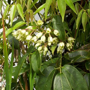 Holboellia coriacea