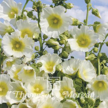 Alcea rosea Halo White (Samen) - Gewöhnliche Stockrose